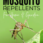 Mosquito Repellents For Home And Garden