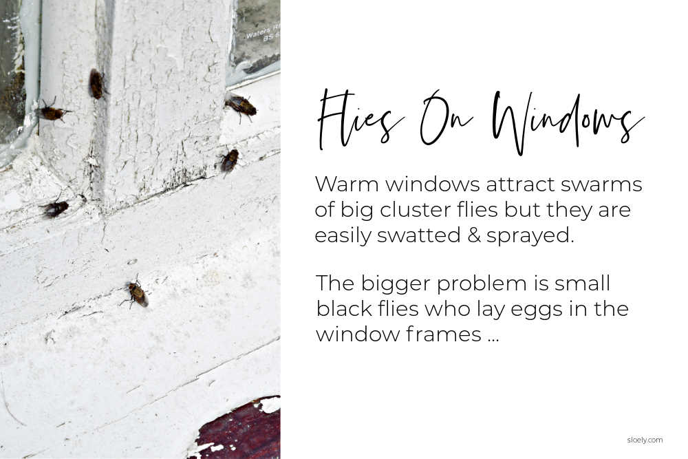 How To Get Rid Of Flies On Windows