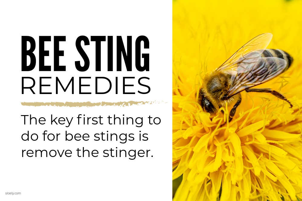 Bee Sting Remedies