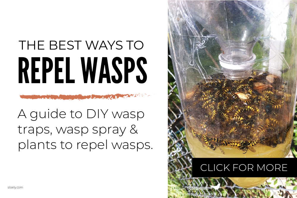 The Best Ways To Repel Wasps