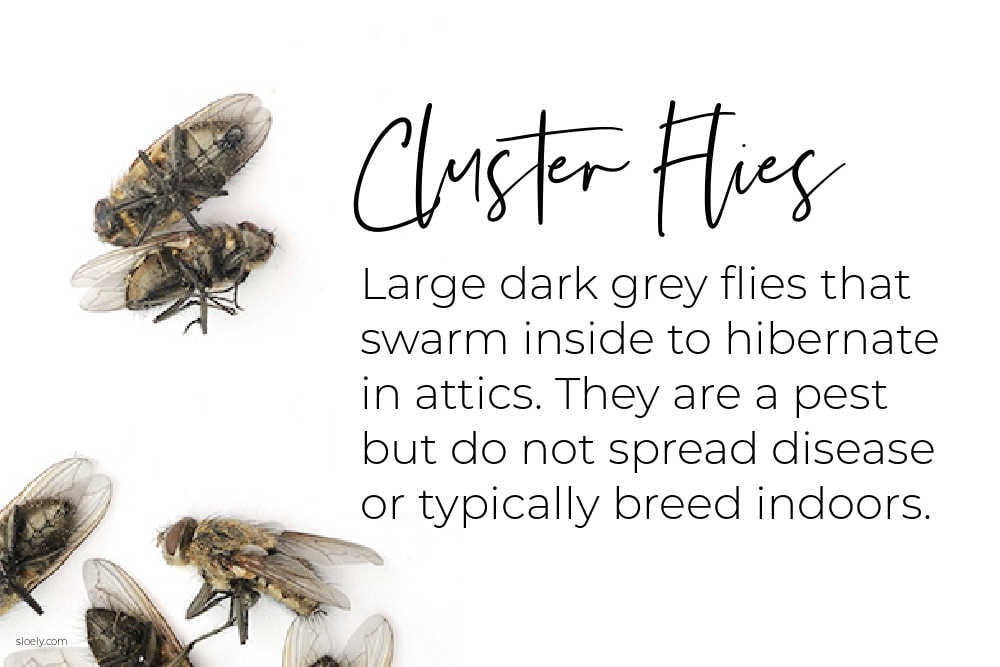 How to Get Rid of Cluster Flies