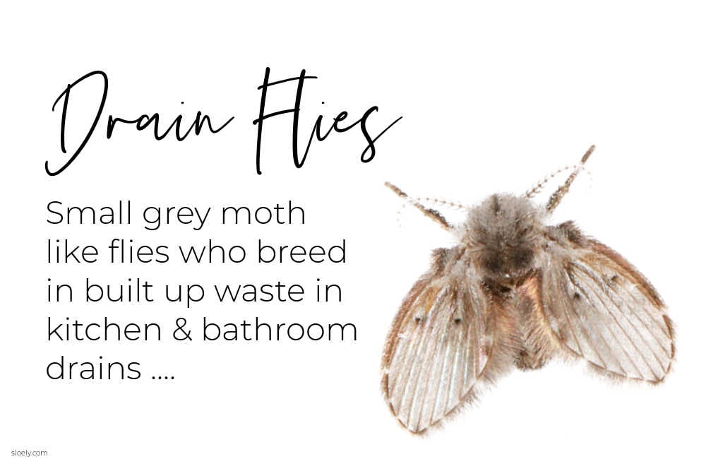 How to Get Rid of Drain Flies Naturally