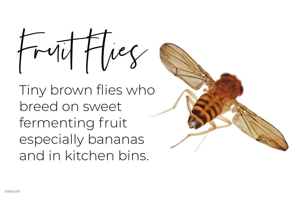 Tips on Getting Rid of Fruit Flies with Rubbing Alcohol - Frugally