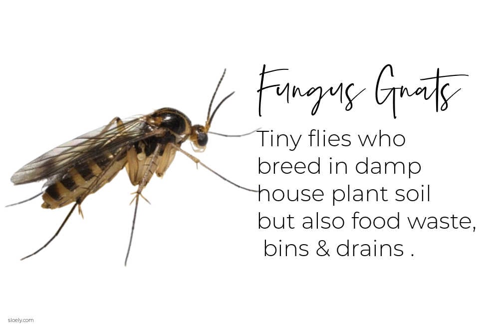 How To Get Rid Of Fungus Gnats