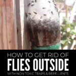 Get Rid Of Flies Outside