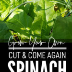 Grow Your Own Spinach To Cut And Come Again