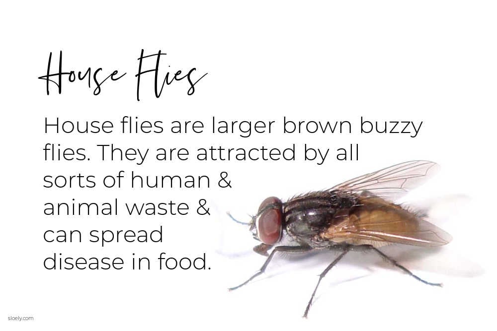 How to Get Rid of Flies Indoors