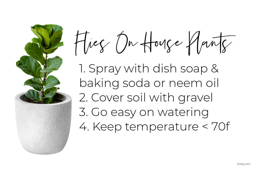 How To Get Rid Of Flies On House Plants Naturally