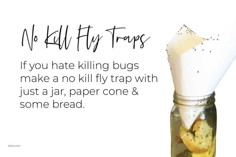 Get Rid of Flies