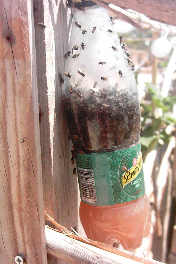 How to Keep Flies Away From House