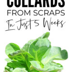 How To Regrow Collard Greens From Scraps