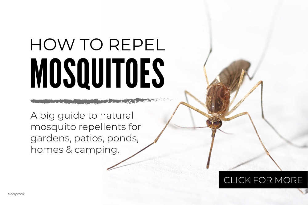 How To Repel Mosquitoes
