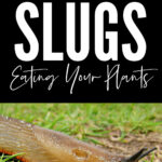How To Stop Slugs Eating Plants