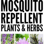 Mosquito Repellent Plants & Herbs