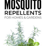 The Best Natural Mosquito Repellents
