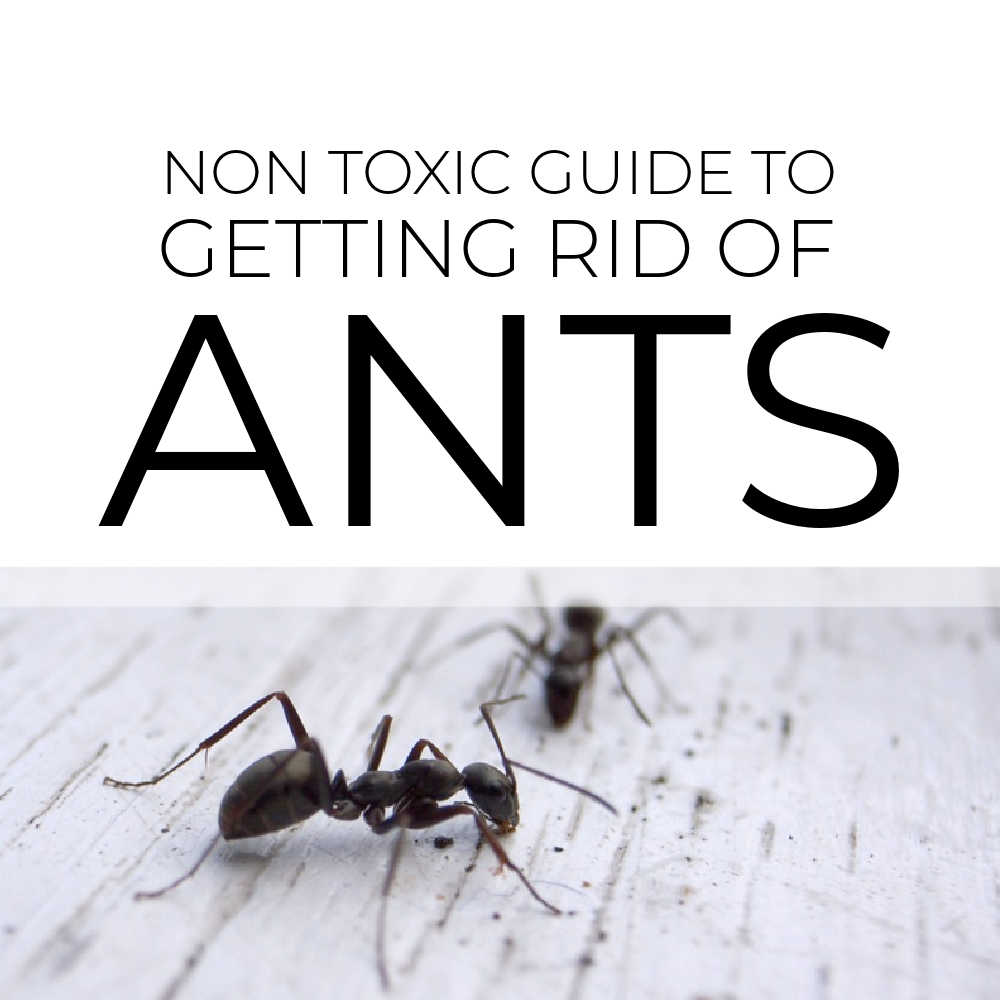 Non Toxic Guide To Getting Rid Of Ants