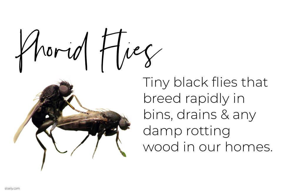 How To Get Rid Of Phorid Flies