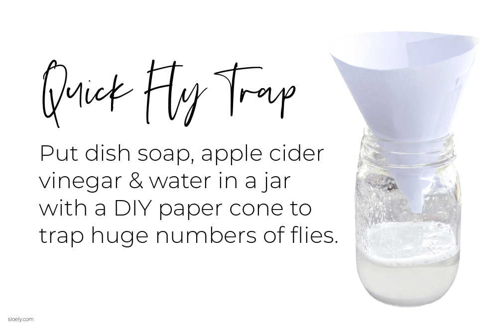 Quick DIY Fly Trap