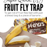 Quick DIY Fruit Fly Trap
