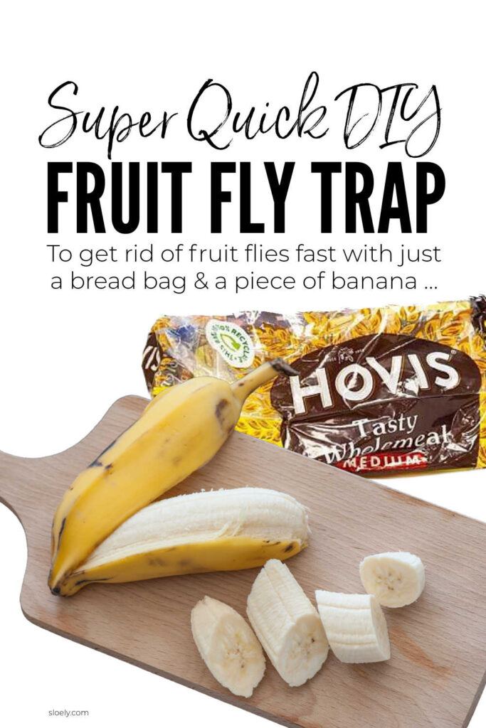 Quick DIY Fruit Fly Trap