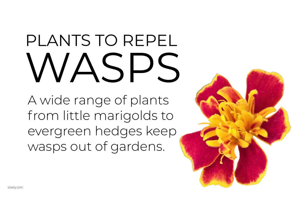 Wasp Repelling Plants