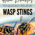 Wasp Sting Remedies