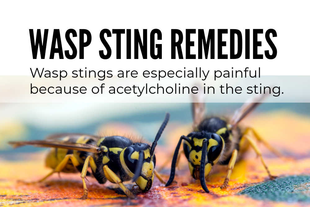 Wasp Sting Remedies