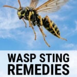Flying wasp against a blue sky background