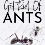 Best Ways To Get Rid Of Ants