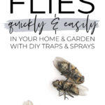 Get Rid Of Flies Quickly & Easily