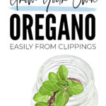 Grow Your Own Oregano From Clippings