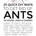 25 Quick DIY Ways To Get Rid of Ants