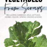 How To Re-Grow Vegetables From Scraps