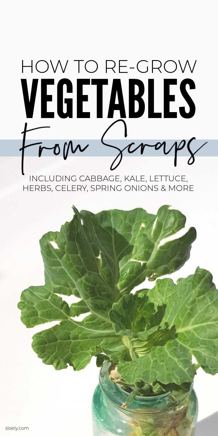 Growing Vegetables From Scraps