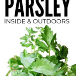 How To Grow Parsley Inside And Outdoors