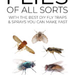 How To Get Rid Of Flies Of All Sorts