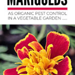 How To Grow Marigolds As Organic Pest Control