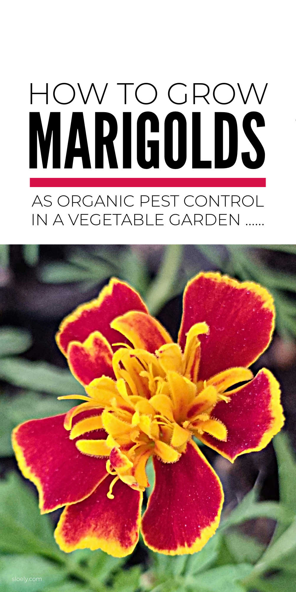 Growing Marigolds To Control Pests Organically
