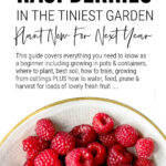 How To Grow Raspberries In Small Gardens