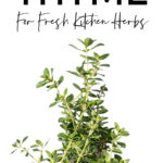 How To Grow Thyme For Fresh Kitchen Herbs