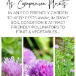 How To Grow Chives As Eco Friendly Companion Plants