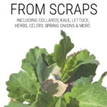Vegetables You Can Regrow From Scraps