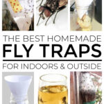 Homemade Fly Traps For Indoors And Outside