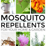 Mosquito Repellents For Home And Garden