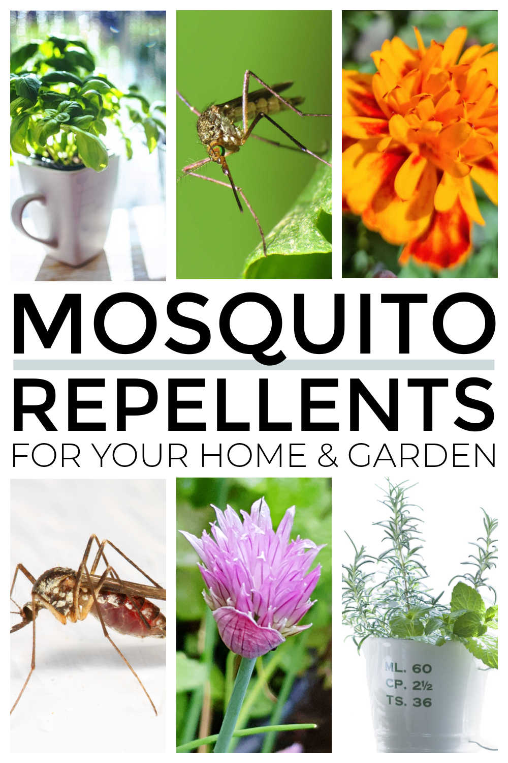 Natural Mosquito Repellents For The Garden & Camping