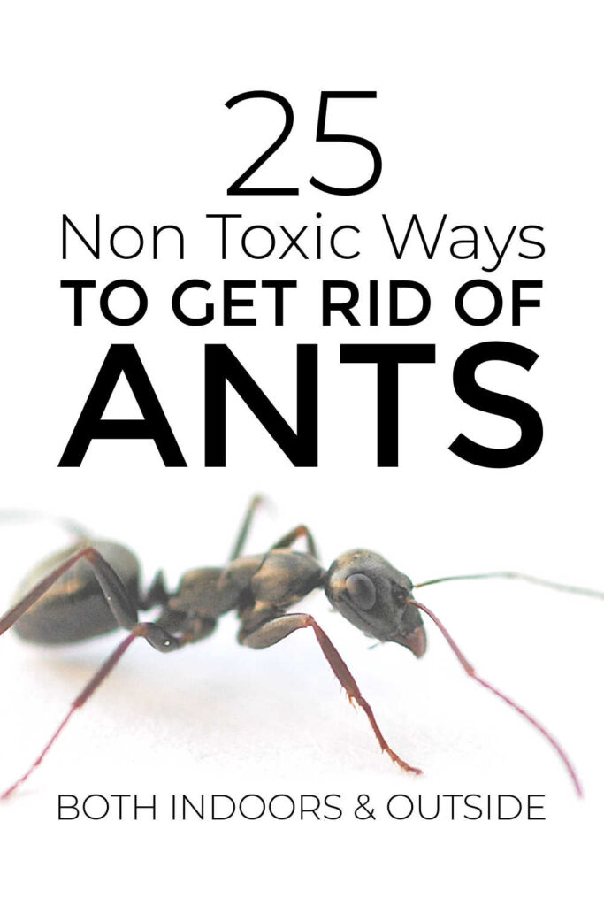 Non Toxic Ways To Get Rid Of Ants