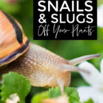 How to keep snails and slugs off your plants