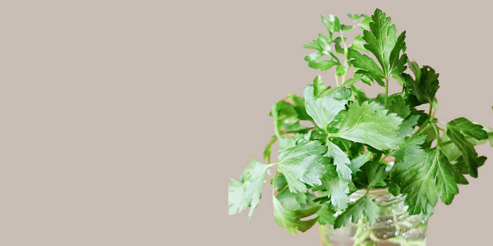 Parsley Water Is A Natural Urinary Tract Infection Remedy