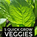 Quick Growing Vegetables To Start A Garden With