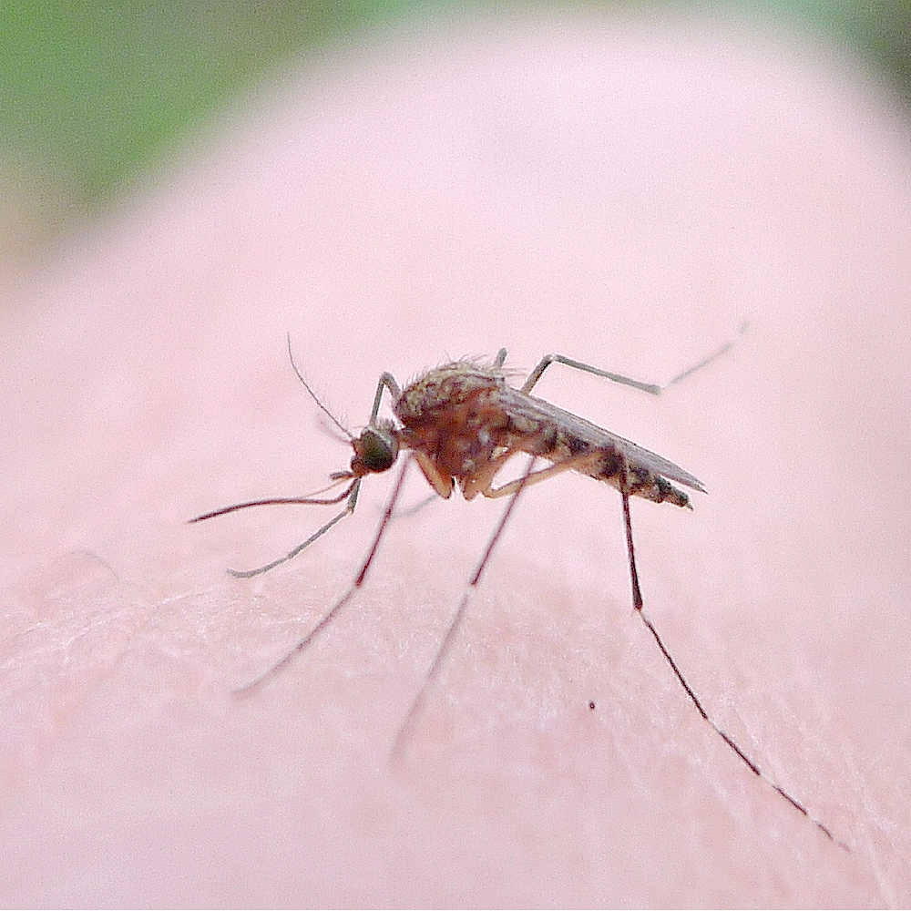 What To Put On Mosquito Bites For Fast Relief